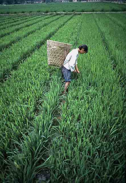 A farmer in the field.
